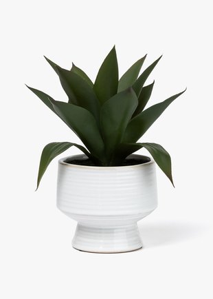 Shop Vases & Plants Online