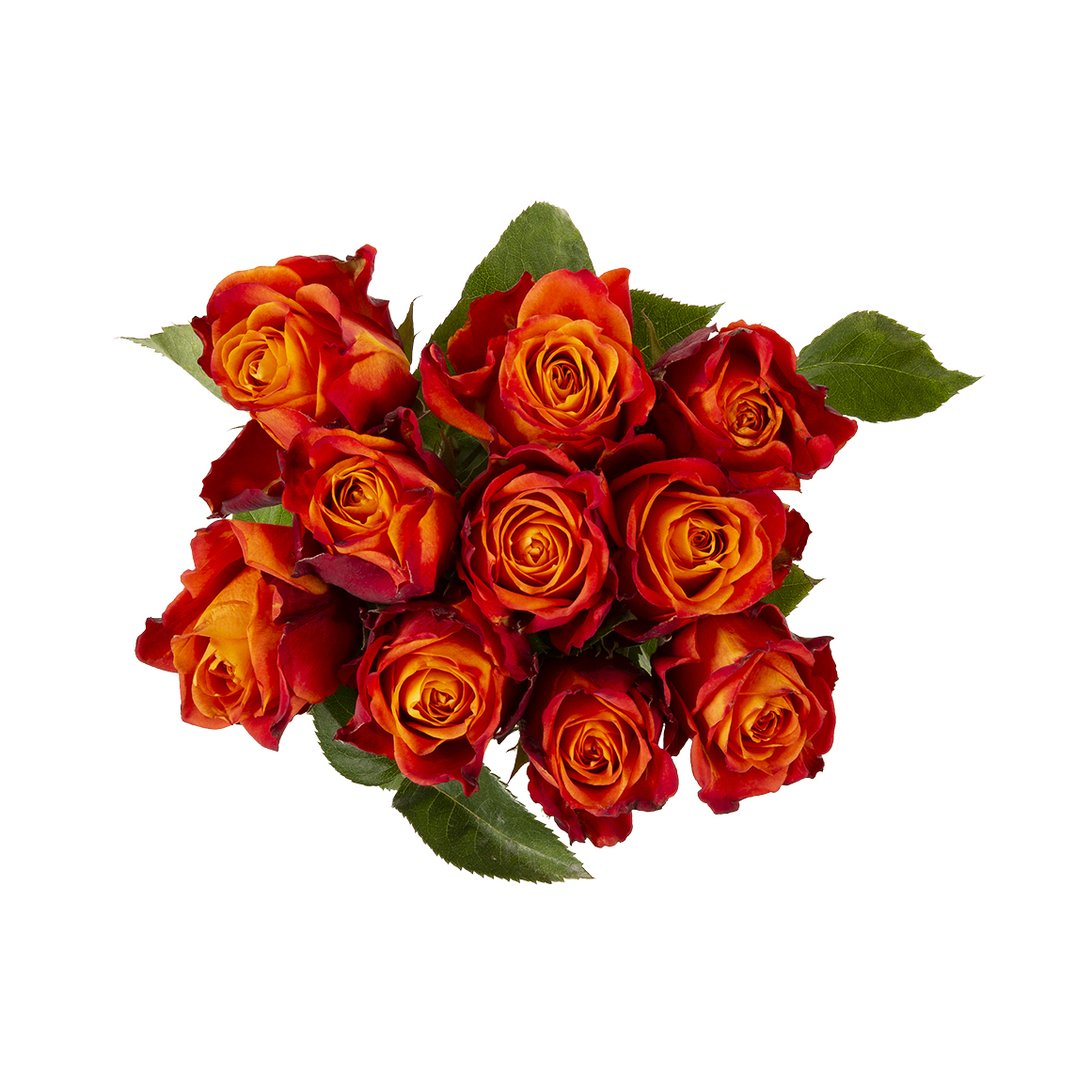 Atomic Rrose Atomic Speciality Roses 10 Stems | Woolworths.co.za