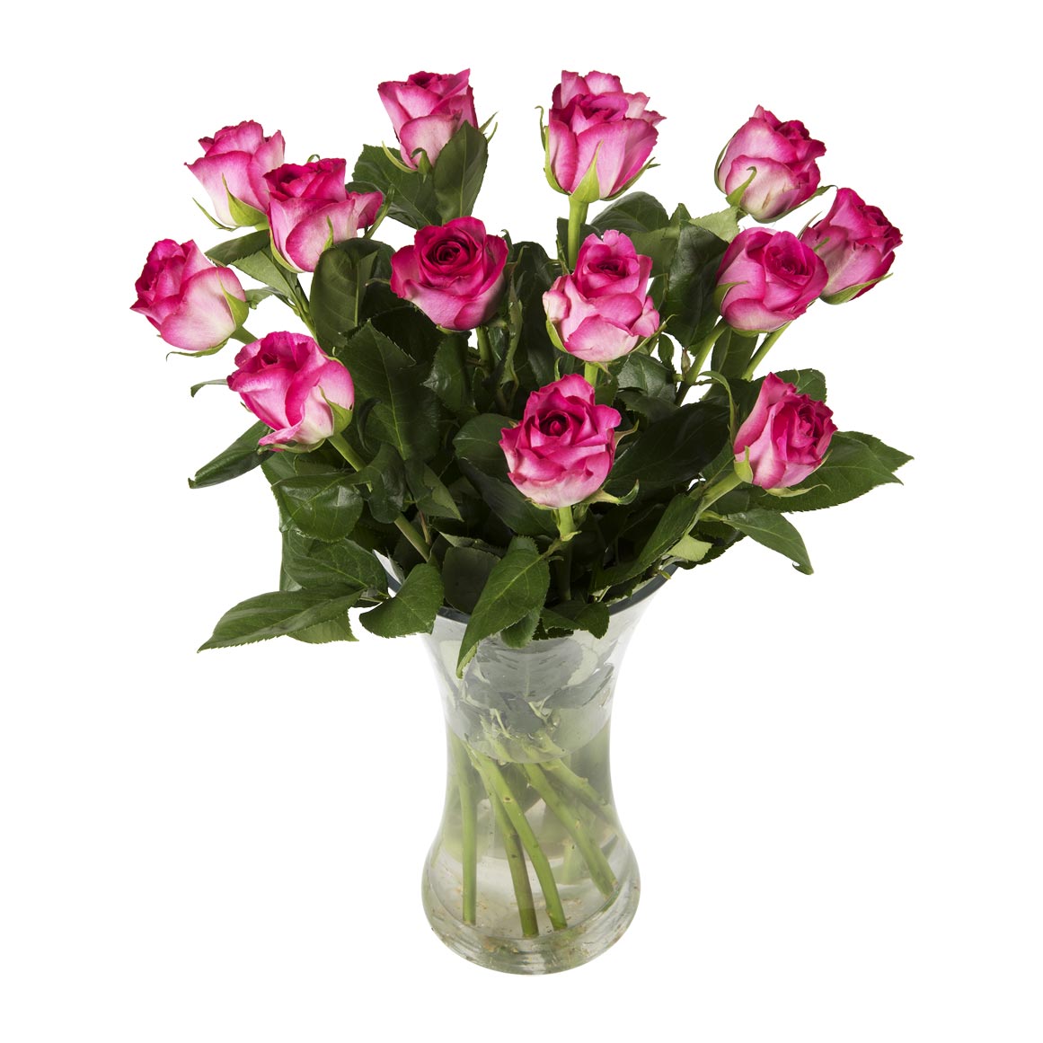 Cerise Roses 50cm 14 Stems | Woolworths.co.za