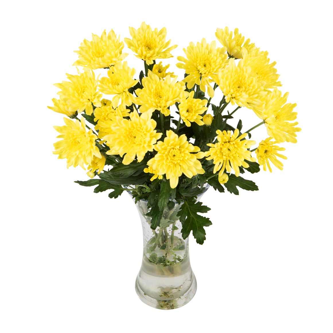 Chrysanthemums | Woolworths.co.za