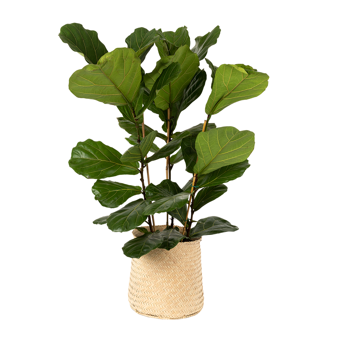 Ficus in Basket | Woolworths.co.za