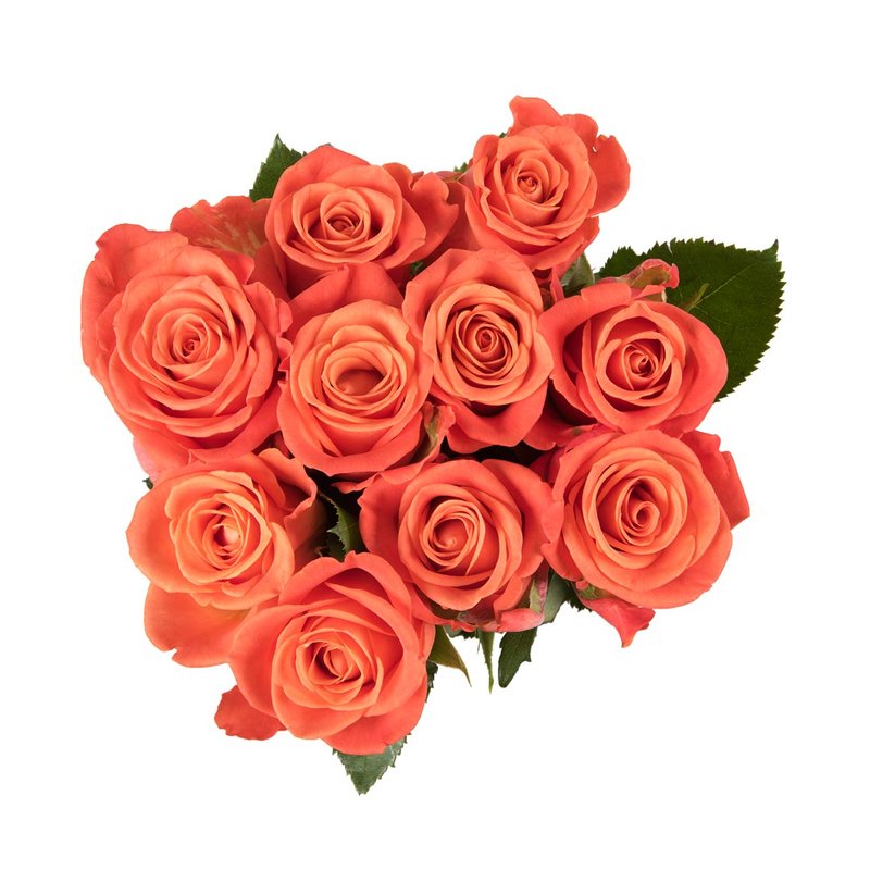 Fiesta Roses Pink Roses Stock Photo Download Image Now Beauty,