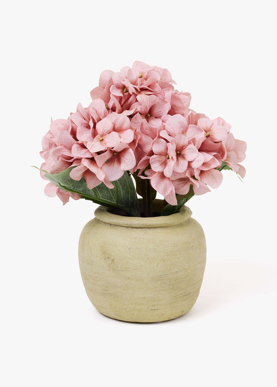 Hydrangea in Ceramic Pot
