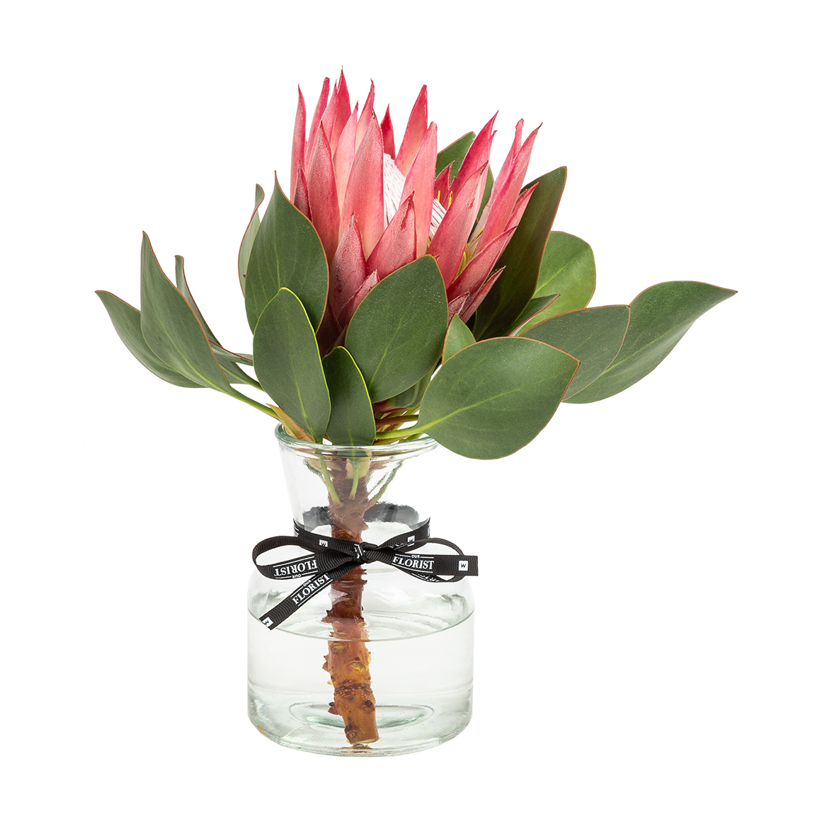 King Protea in Mini Vase