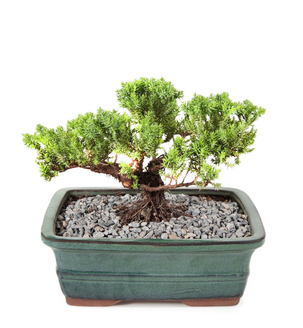 Large Bonsai Plant in Ceramic Woolworths.co.za