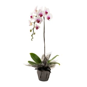 Buy Orchid Plants Online | Woolworths.co.za