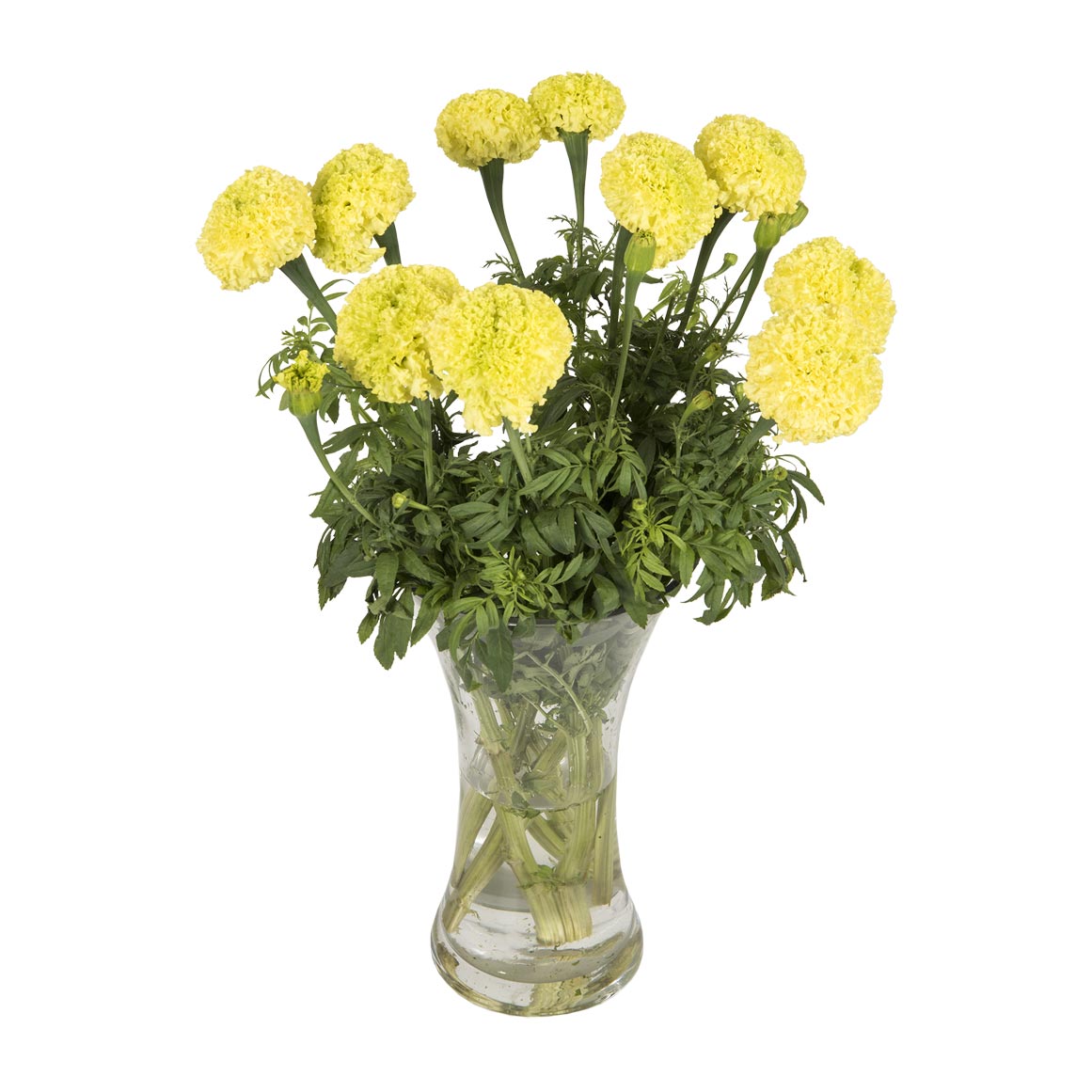 Marigolds | Woolworths.co.za