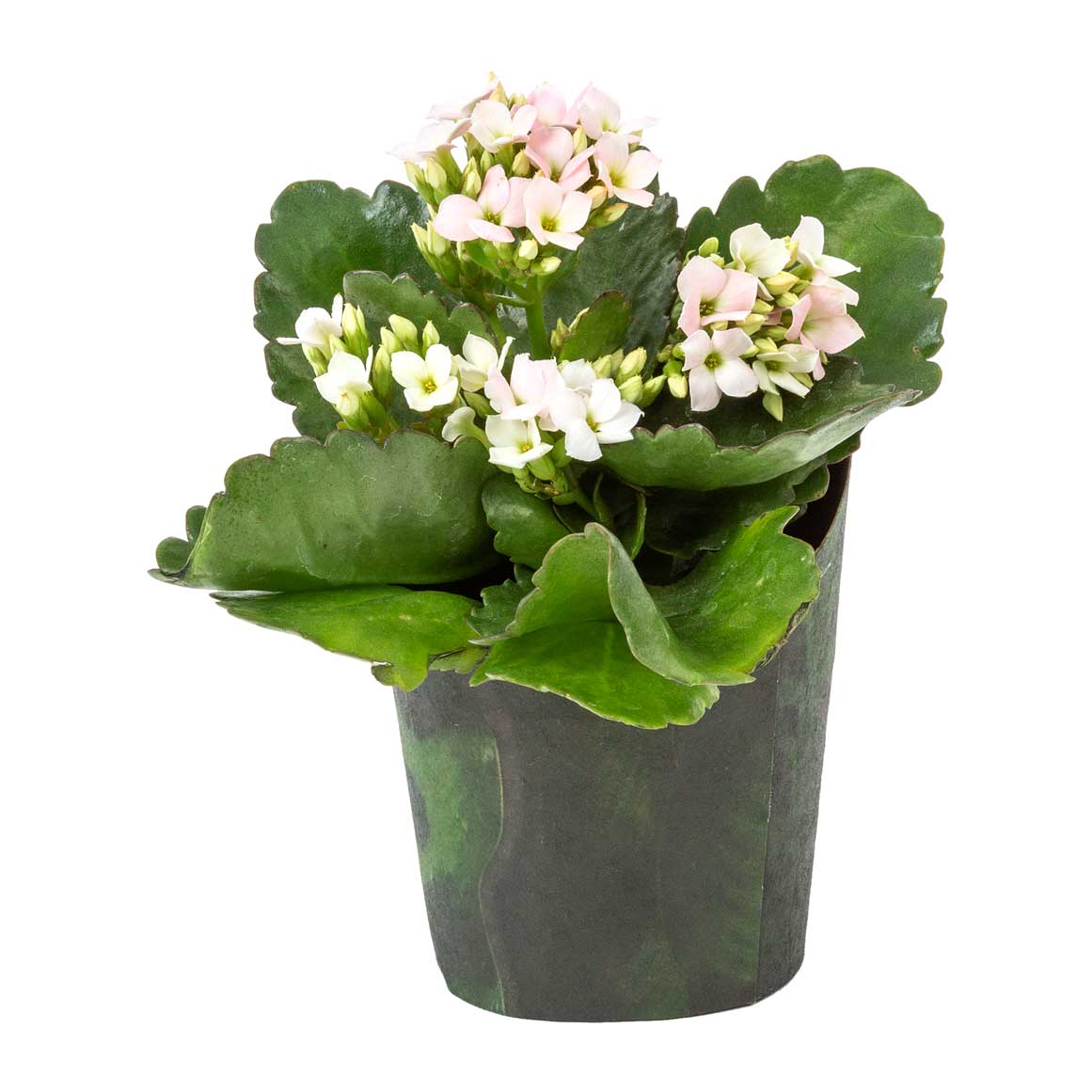 Mini Chrysanthemums in 12 cm Potcover | Woolworths.co.za