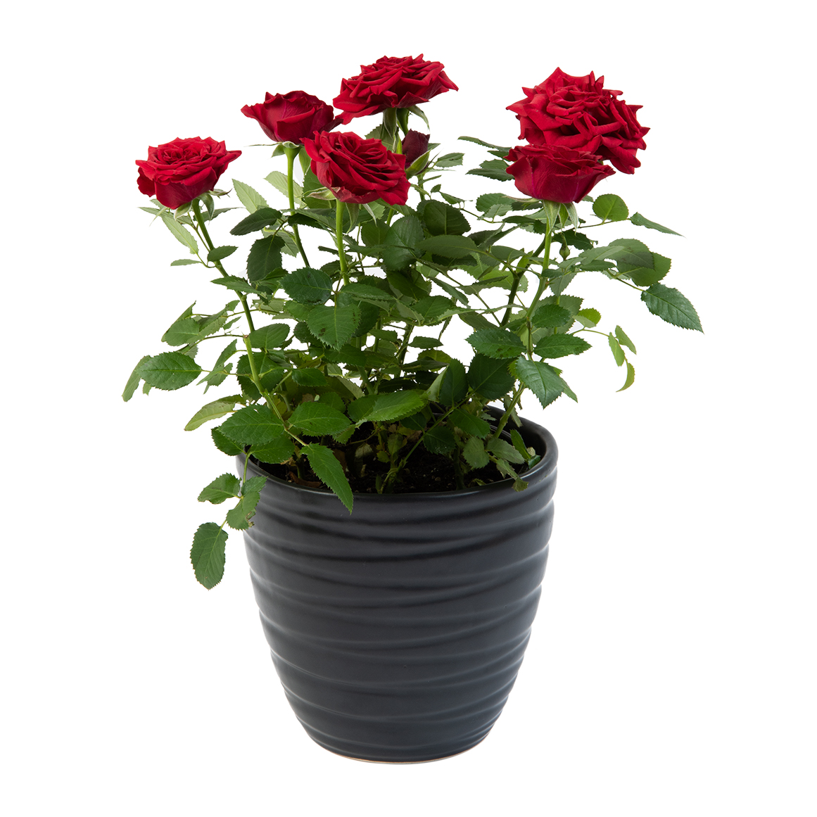 Warehouse Mini Roses Miniature Roses 14 cm | Woolworths.co.za