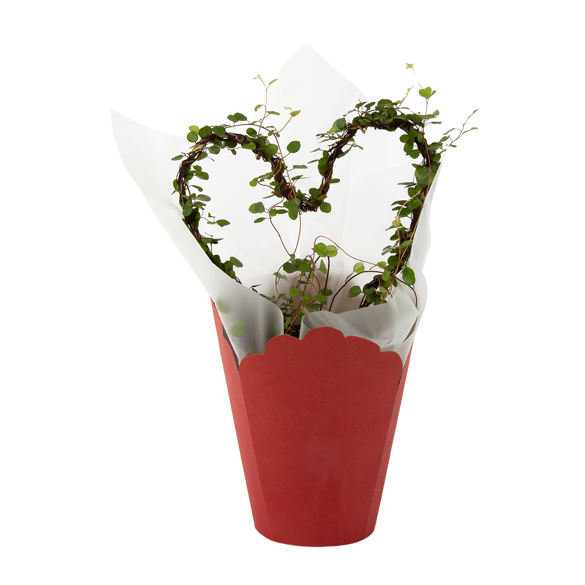 Muehlenbeckia Heart In 14 Cm Pot With Cover Woolworths co za muehlenbeckia-heart-in-14-cm-pot-with-cover-woolworths-co-za