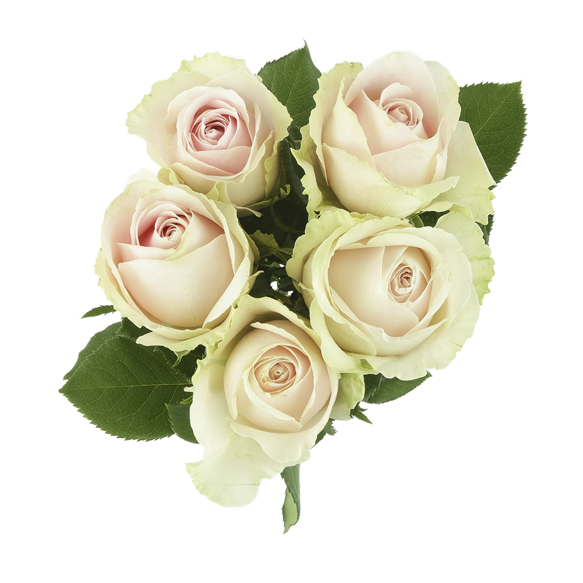 Pastel Roses | Woolworths.co.za