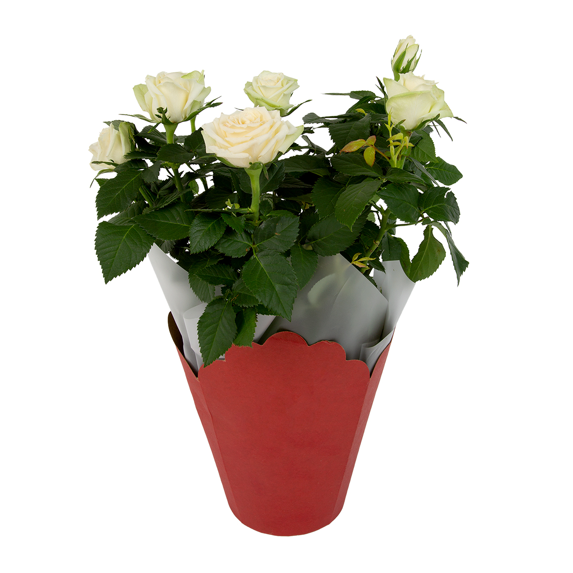 Potted Rose | Woolworths.co.za