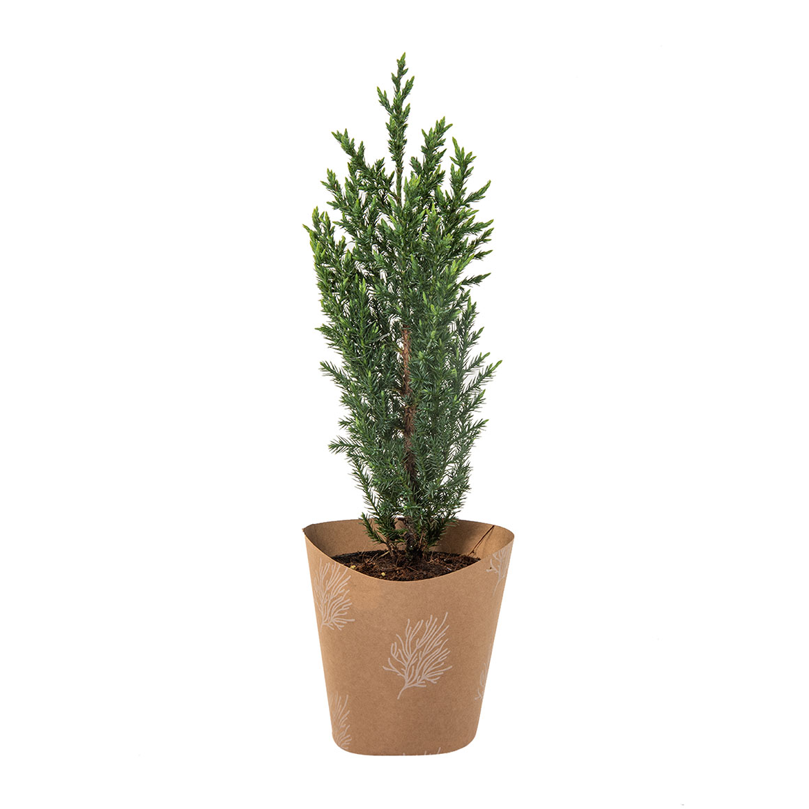 Small Juniper Tree 14 cm | Woolworths.co.za