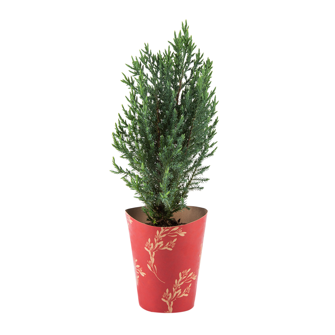 Small Juniper Tree 14 cm | Woolworths.co.za