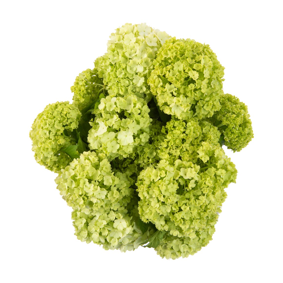 Snowballs Seasonal Flowers Woolworths co za Snowballs seasonal flowers woolworths co za