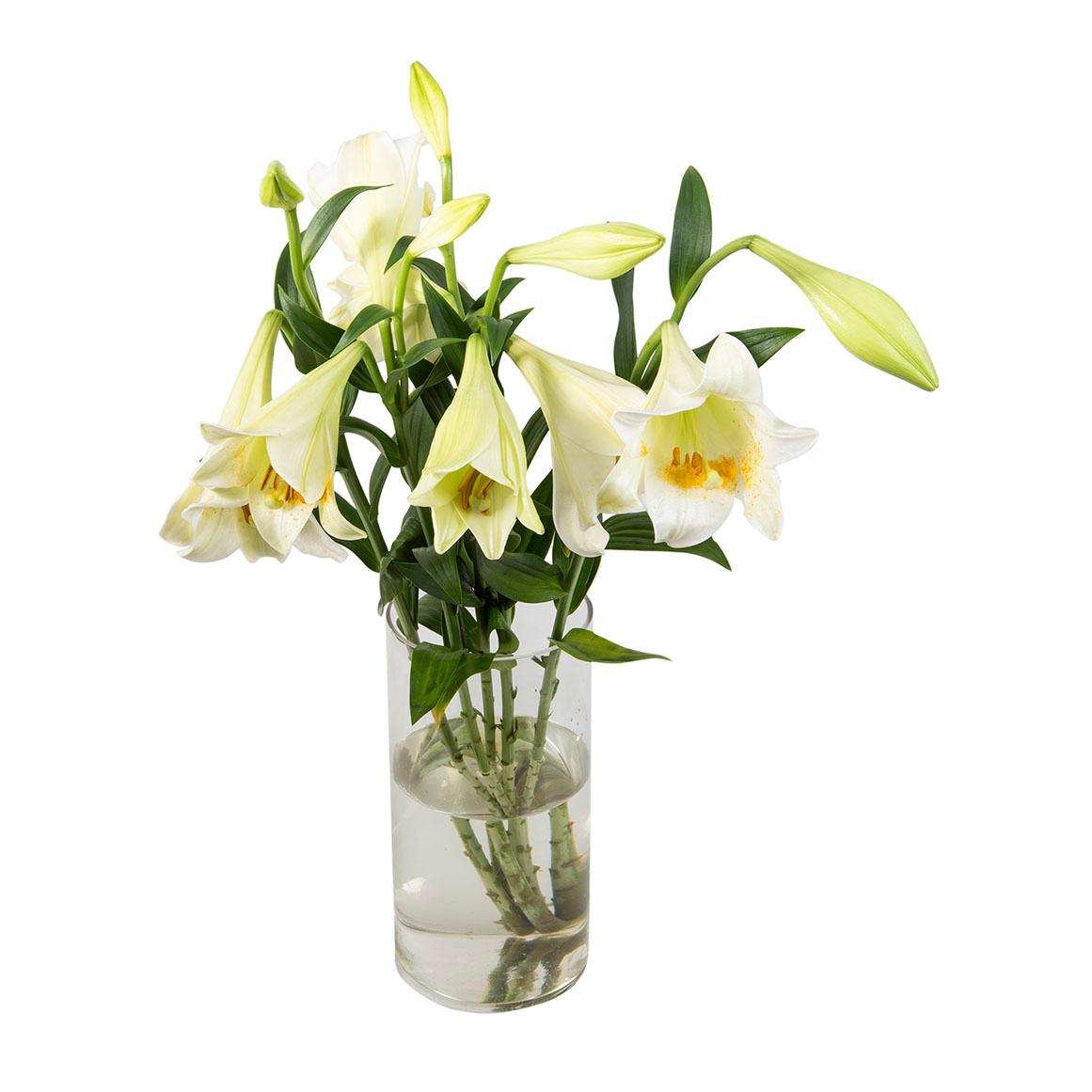 St. Joseph's Lilies