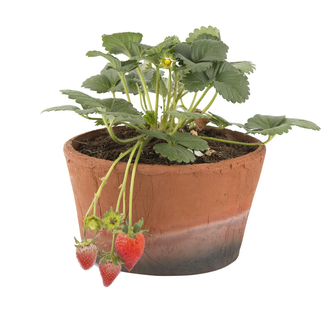 Strawberry Plant in Terracotta | Woolworths.co.za