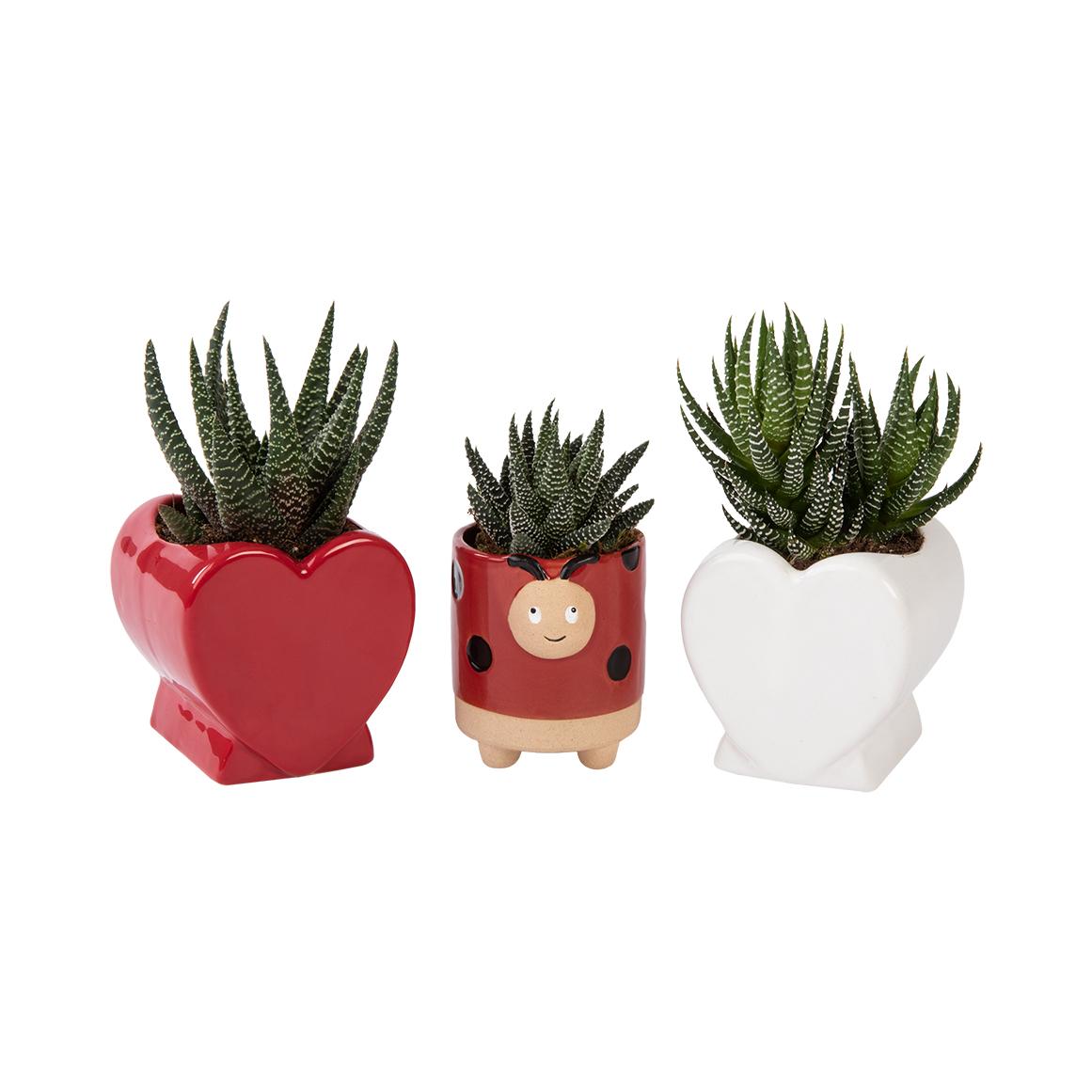 JIBBITZ - SUCCULENT POT