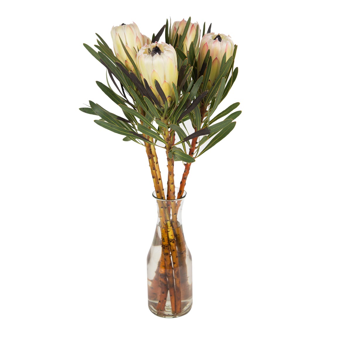 White Knight Proteas Woolworths co za white-knight-proteas-woolworths-co-za