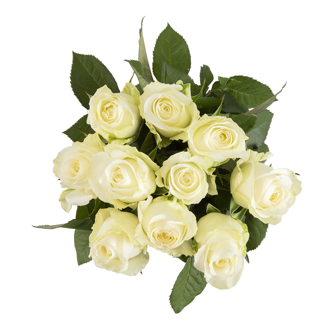 Team White Roses How Much Are White Roses At Woolworths at Johanna Reed blog